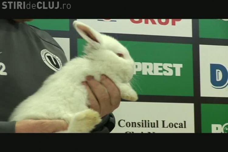 Mascota U Cluj este iepurele "Printul" VIDEO