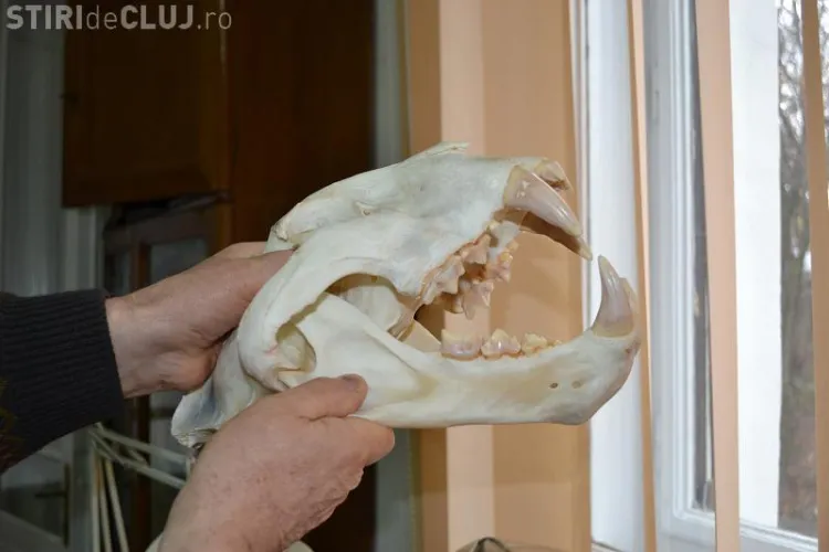 Cum a ajuns tigroaica de la Sibiu material didactic pentru studentii din Cluj VEZI Galerie FOTO