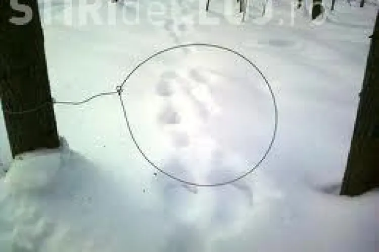 CRUZIME! Doi clujeni montau laturi din sarma zincata pentru prinderea iepurilor