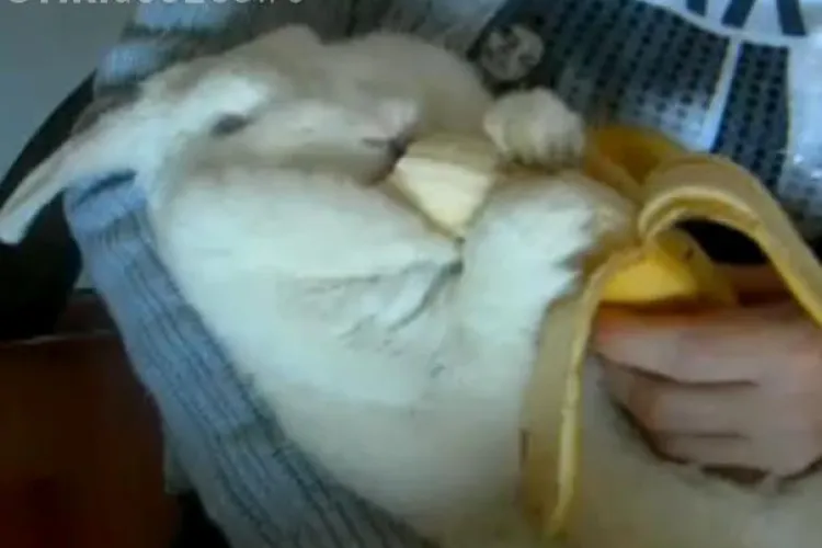 Cum mananca un iepure o banana VIDEO AMUZANT
