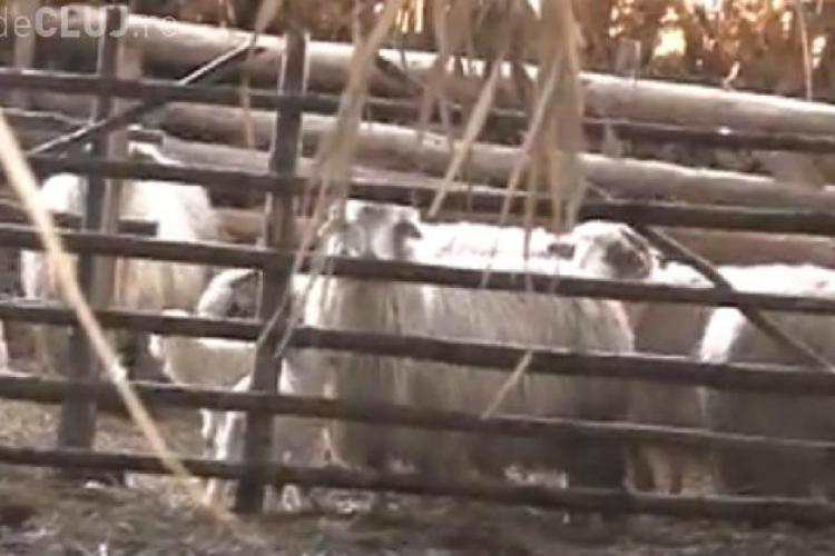 Peste 100 de oi moarte la Dej in urma unui atac al lupilor