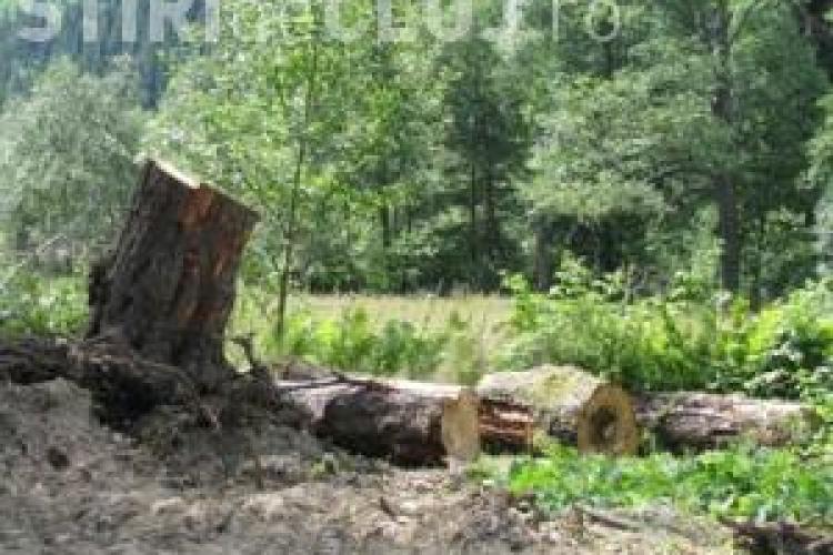 Padurar din Huedin cercetat pentru disparitia a 109 arbori