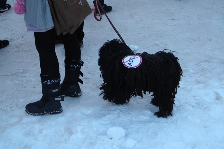 Cainele anti ACTA! O clujeanca a iesit cu patrupedul la protest FOTO