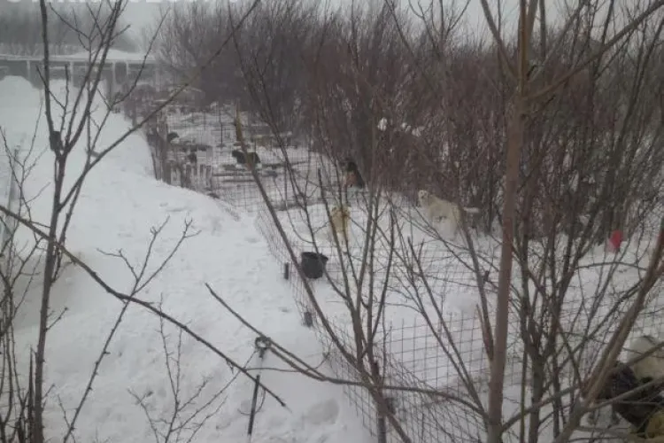 Tragedie: Peste 200 de caini au murit la Lehliu, sub acoperisurile custilor pline de zapada VIDEO