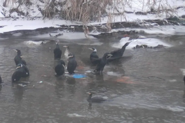 Cormorani pe Somes la Cluj! 50 de pasari fotografiate pe apa, in centrul orasului