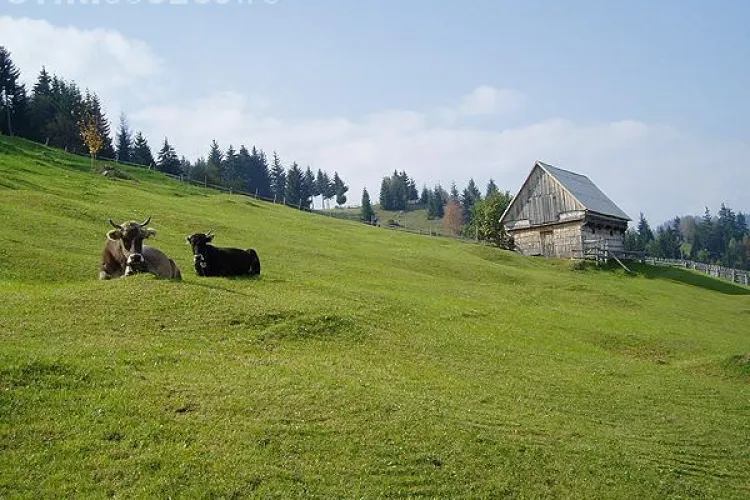 Statul roman, actionat in judecata la Curtea Europeana de Justitie, pentru ca a "furat" averile satelor! Plangerea semnata la Cluj