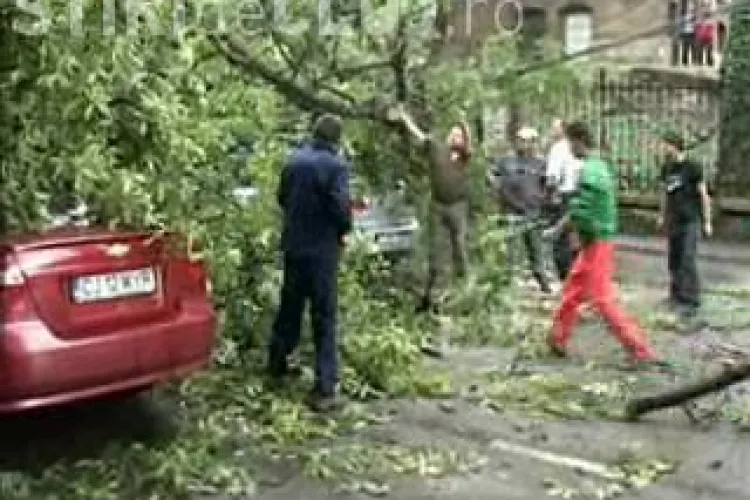VIDEO - Un copac s-a prabusit pe strada Clinicilor peste trei autoturisme. Soferii nu au fost raniti, dar traficul a fost blocat