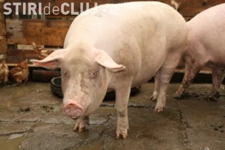 Noile reguli de cresterea porcilor ii obliga pe fermieri sa pastreze linistea si sa nu tina animalele in intuneric si curenti de aer