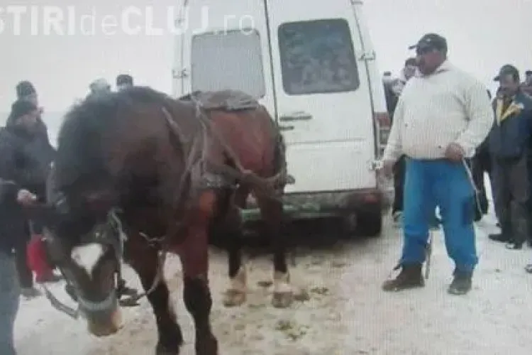 Cal biciuit si inhamat la microbuz! VIDEO