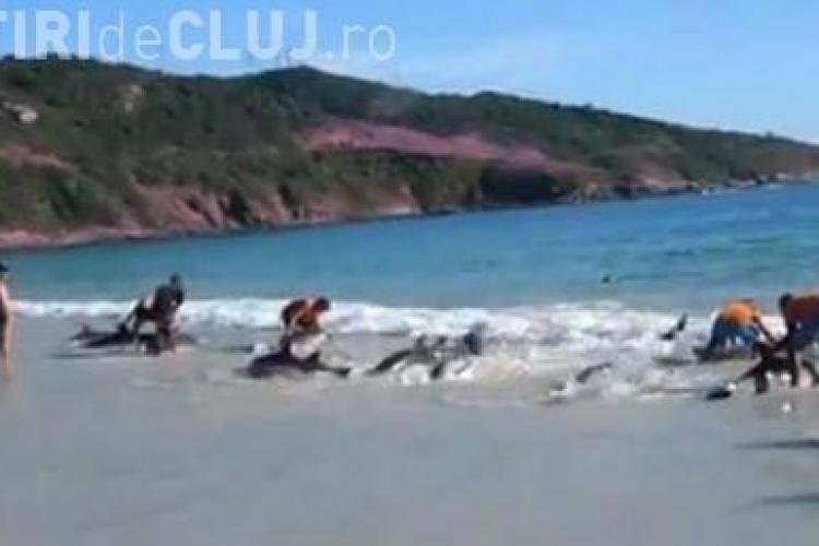 30 de delfini au fost salvati de la moarte in Brazilia VIDEO