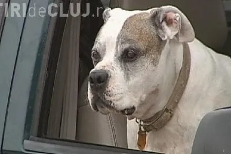 Un caine si-a impuscat stapanul in picior 