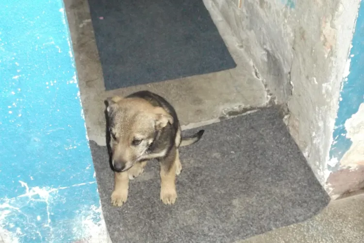 Sa SALVAM un caine! Locatarii unui bloc de pe Taberei vor sa "evacueze" patrupedul din casa scarii FOTO