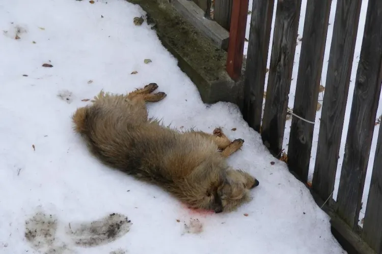 Cainele impuscat de un politist in cartierul Iris, "ciuruit" cu 7 proiectile