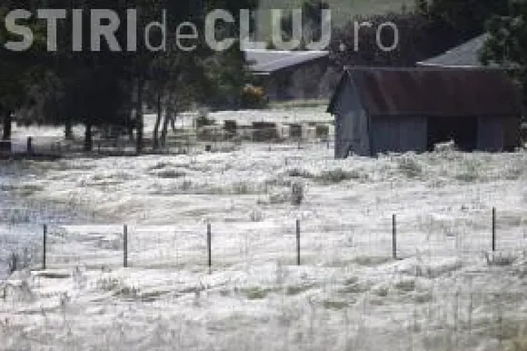 Un oras din Australia, acoperit de panze de paianjen FOTO