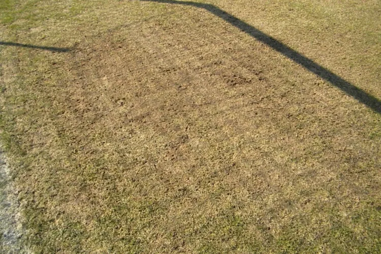 Cum arata gazonul Cluj Arena dupa aceasta iarna: Iarba este arsa si uscata! FOTO si VIDEO