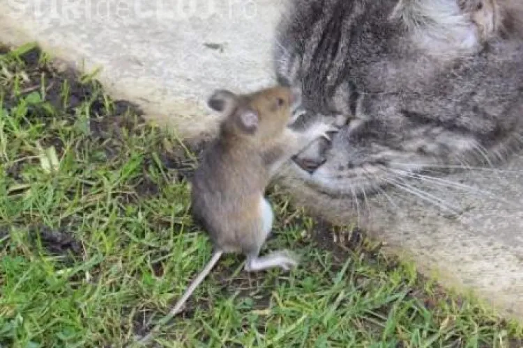 Tom si Jerry exista! Vezi o poza emotionanta FOTO