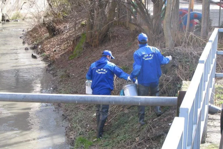 De luni, in Cluj incepe actiunea de deratizare. Va rugam supravegheati cu atentie copiii si animalele de companie!
