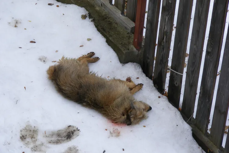 Comisarul de politie, care a impuscat un caine in Iris, cercetat pentru "omorarea animalelor cu intentie"