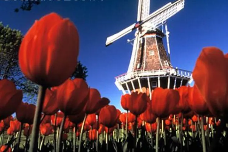 Olandezii fac angajari la Cluj! Vos si Fencs cauta 250 de oameni, iar CSI investeste 7 milioane de euro intr-o fabrica