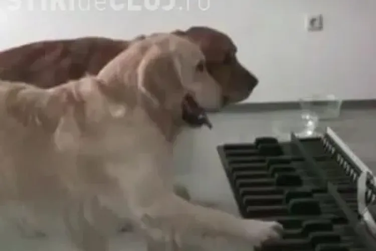 Cainii care canta la pian VIDEO