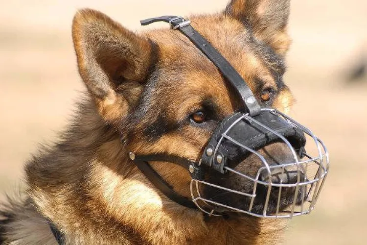 La Cluj, nu cresc amenzile pentru cei care nu strang dejectiile cainilor sau nu isi plimba animalele cu botnita 