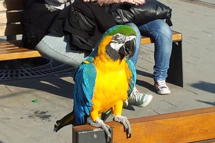 Un clujean si-a scos papagalul la plimbare pe bulevardul Eroilor! FOTO