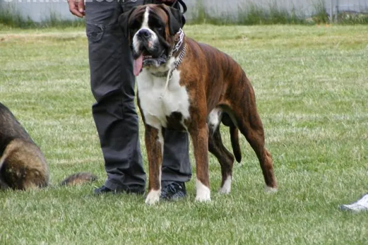 Clujenii scapa de umilinta de a umbla cu FARASUL si MATURA dupa cainii lor