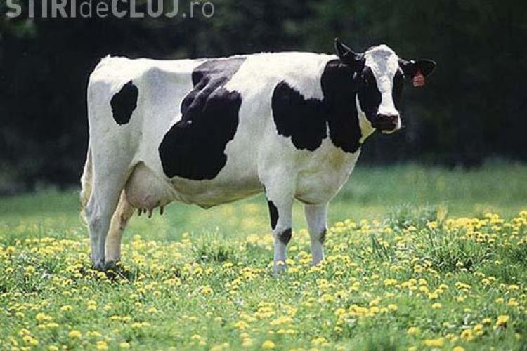 Anunt: "Schimb vaca de lapte cu un iPhone 4, HTC sau Samsung"  