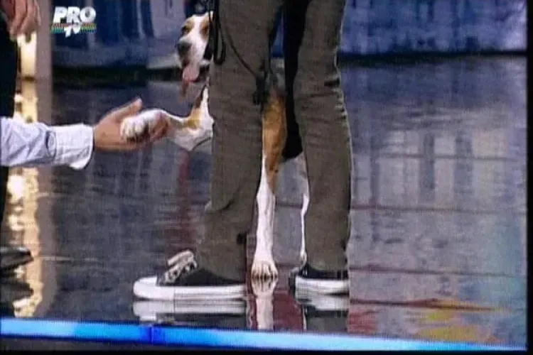 Bailey, cainele din Cluj care a facut furori la Romanii au talent! Nu l-a placut deloc pe Mihai Petre VIDEO