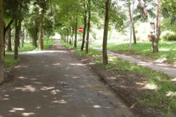 Elevii de la Scoala Internationala planteaza arbori in parcul Detunata din Gheorgheni