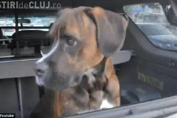 Cel mai fericit caine din lume dupa ce timp de 8 luni nu si-a vazut stapanul