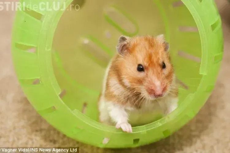 Un hamster a INVIAT dupa ce a fost ingropat. Il cheama acum "Iisus" FOTO