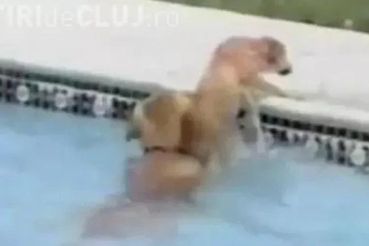 EMOTIONANT: Catel salvat de la inec de mama lui VIDEO