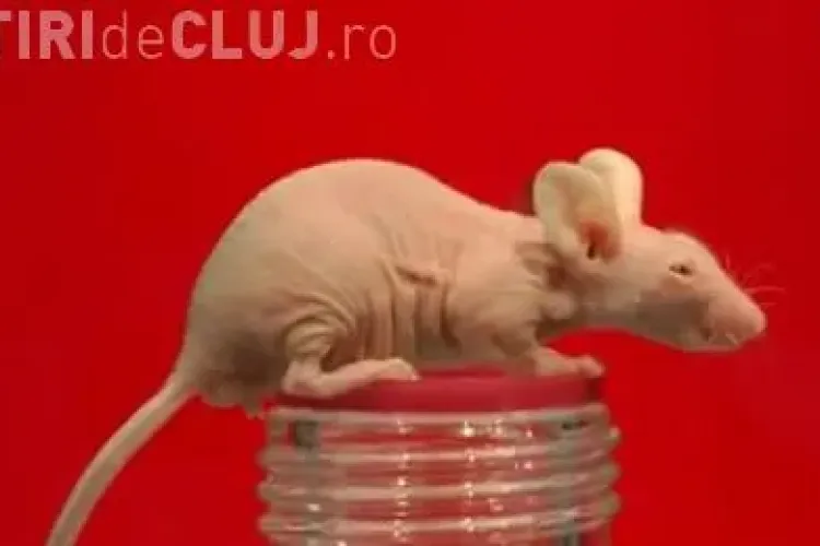 Datorita unui soarece, s-a gasit leacul impotiva calvitiei VIDEO