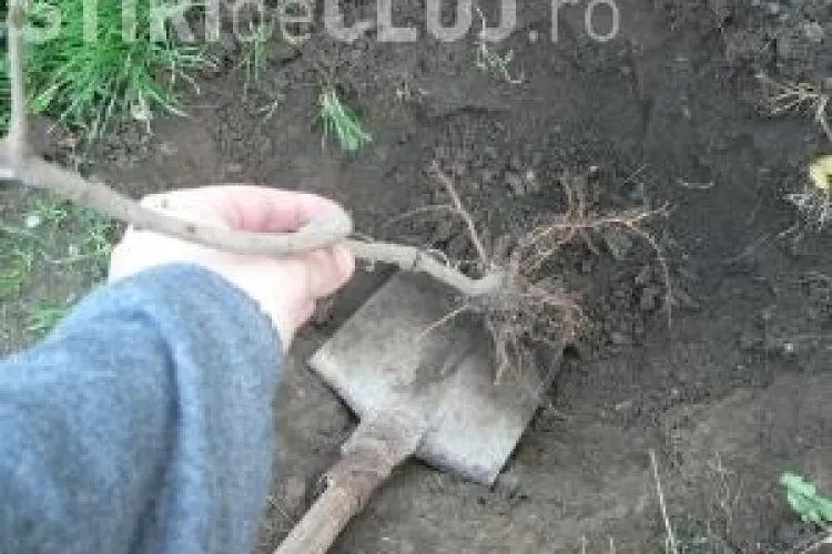 De "Ziua Mediului" clujenii vor colecta deseuri si vor plantea arbori in Parcul Feroviarilor