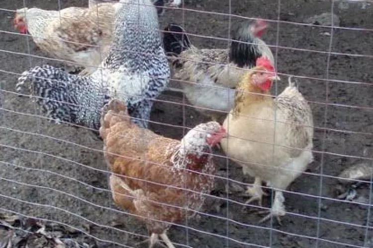 4 romani au furat noua gaini roscate si doi cocosi de la un cetatean francez