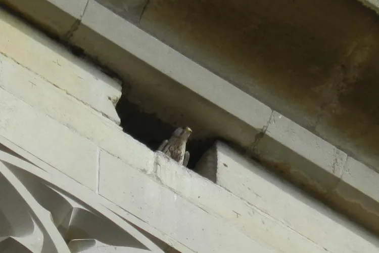 Cativa soimi calatori si-au facut "casa" in turnul Bisericii Sfantul Mihail FOTO STIREA CITITORULUI