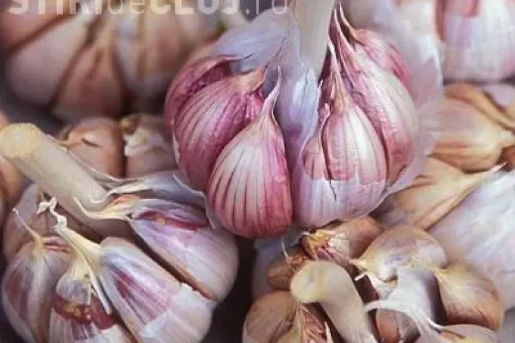 Efectul incredibil al usturoiului