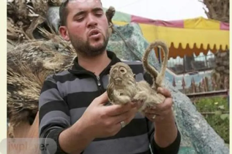 Animale impaiate la o gradina zoologica! VIDEO