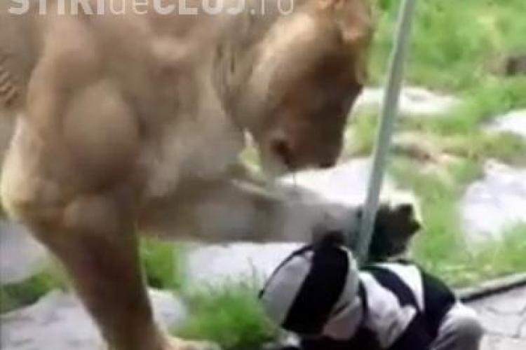 O leoaica ataca un bebelus. Vezi ce reactie a avut copilul - VIDEO