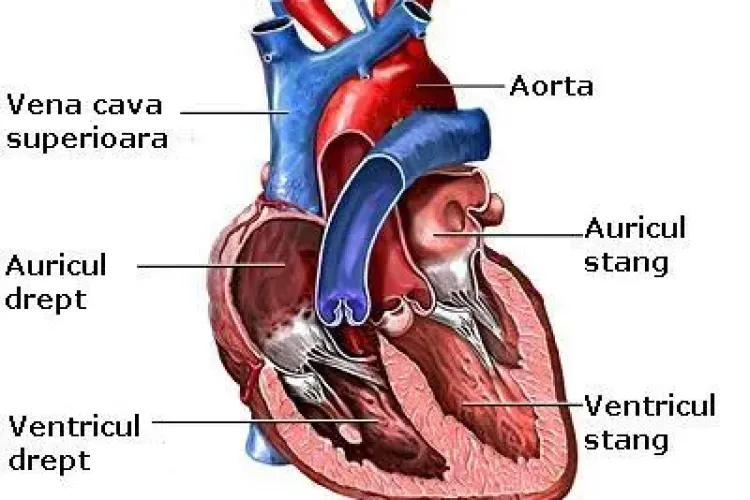 Tratament revolutionar pentru cardiaci!