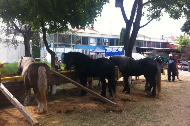 Quadrat, calul de 15.000 de euro, prezentat la Agraria 2012