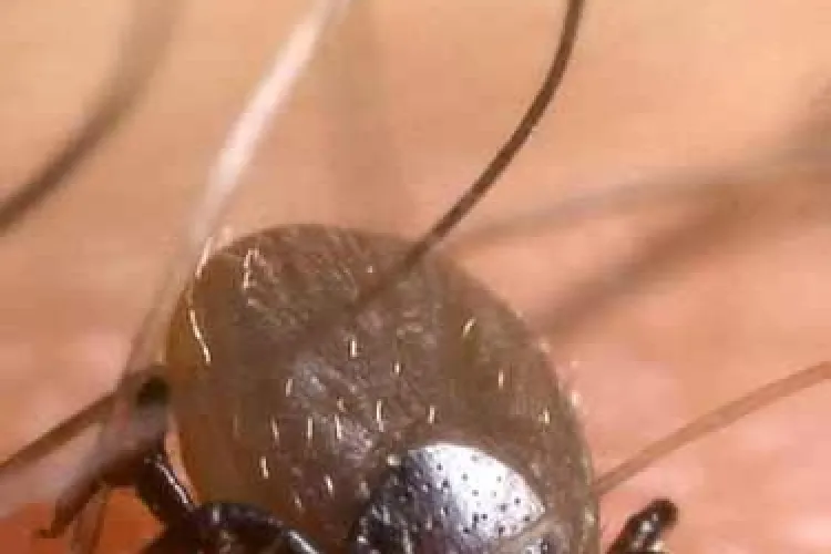 Deratizare, dezinsectie, dezinfectie la Cluj impotriva capuselor