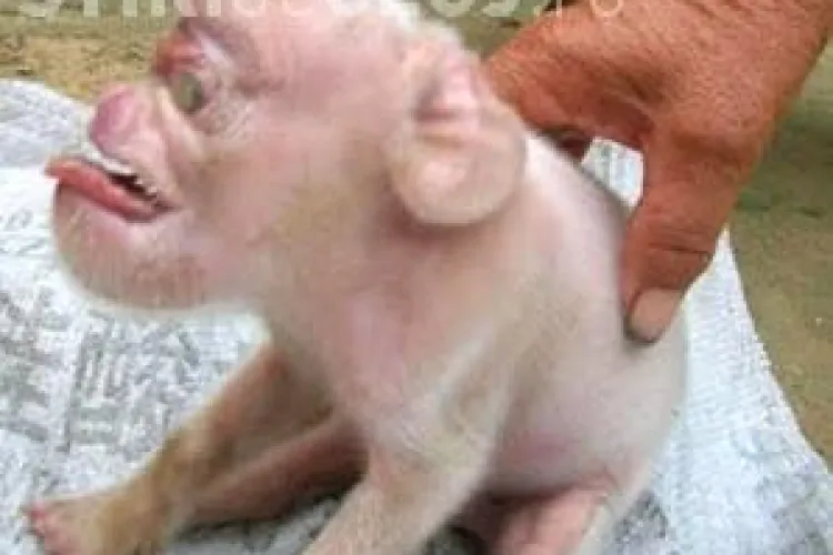 Ciudatenile care au lasat lumea fara cuvinte FOTO