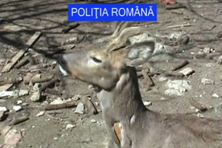 Cercetat pentru braconaj! Un barbat din Mintiul Gherlii tinea in captivitate doua caprioare VIDEO