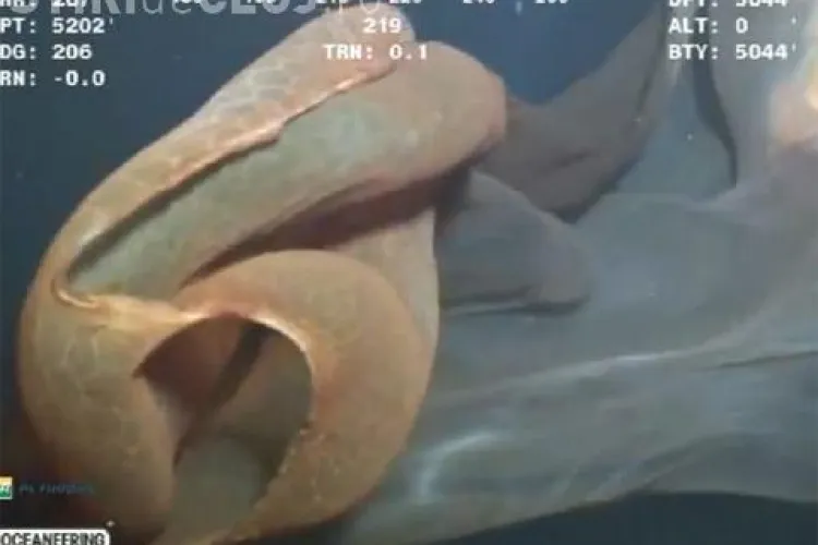 O creatura necunoscuta a fost filmata la mare adancime VIDEO
