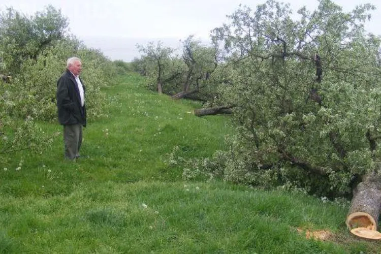 Patru tineri din Tureni au furat in 6 luni o livada intreaga 