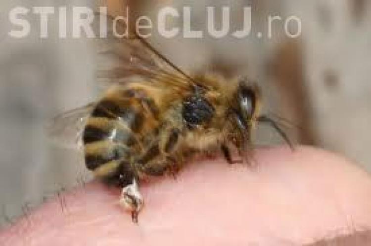 tratamentul albinelor varicoase