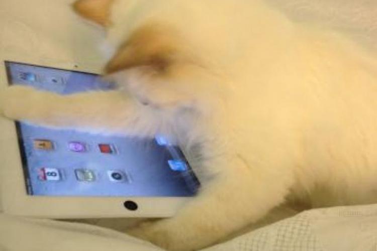  Cea mai desteapta pisica din lume stie sa foloseasca iPad-ul