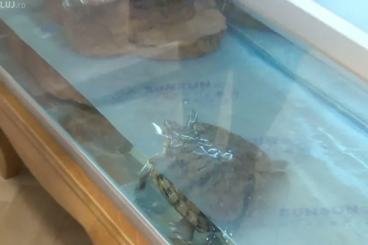 Vezi cat de mari s-au facut broscutele lui Boc din biroul de la Primaria Cluj-Napoca VIDEO si FOTO